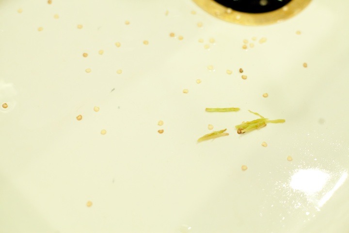 How to Handle a Hot Chili Pepper: the seeds and pith of a serrano chili in a sink