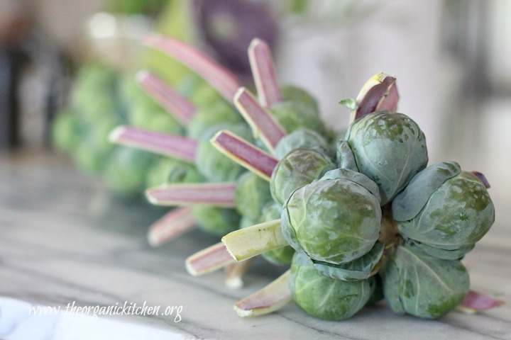 Brussels Sprouts on the stalk before making Roasted Brussels Sprouts with Apples and Hazelnuts 