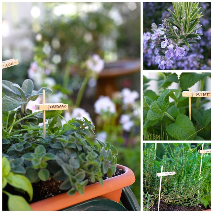 How to plant a raised bed herb garden for cooking!