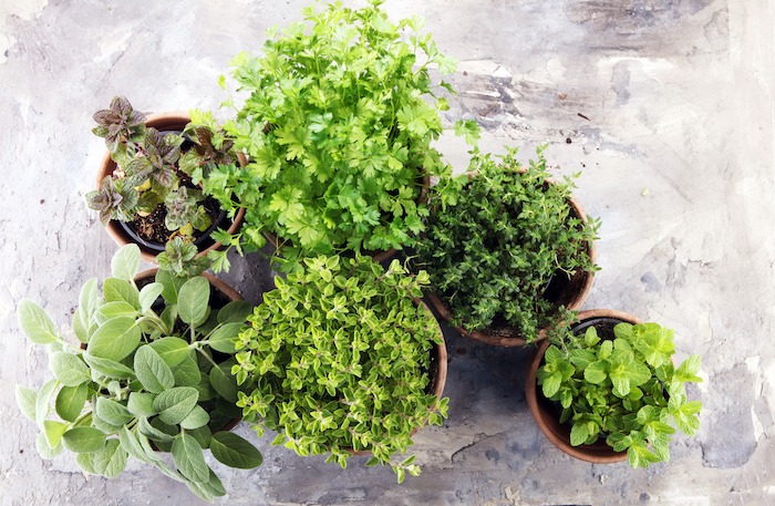 How to Plant a Raised Bed Herb Garden for Cooking!