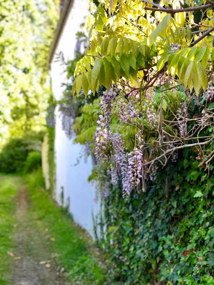 A white wall with greenery and wisteria 