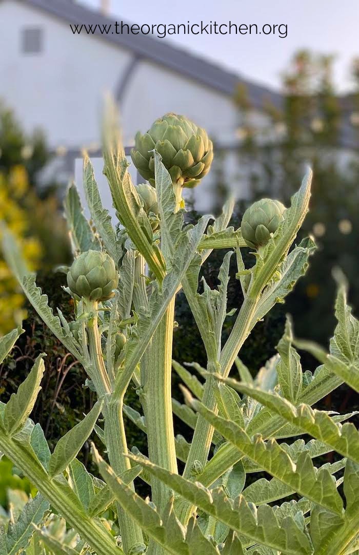 Artichokes growing in a garden